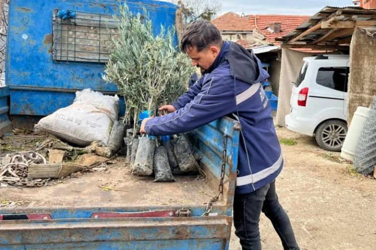 eskisehir-buyuksehir-den-ureticiye-zeytin-fidani-destegi-1767006559-150_large