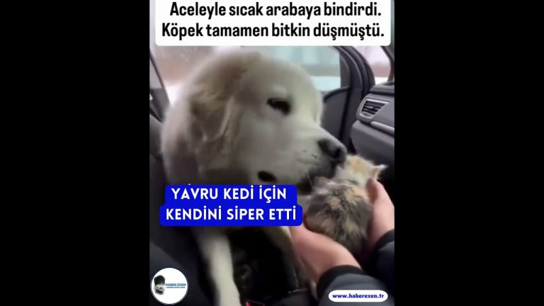 Yavru Kedi İçin Kendini Siper Etti - youtube
